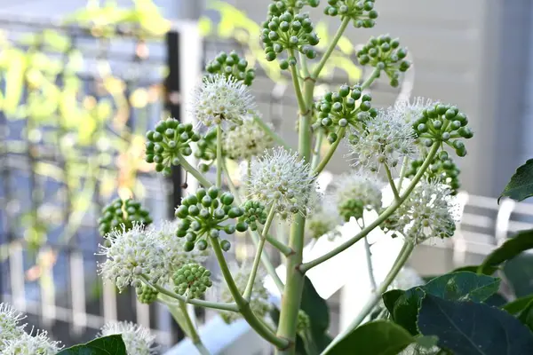 stock image  Japanese aralia ( Fatsia japonica ) flowers. Araliaceae evergreen shrub. Blooms in umbels in late autumn. It is an insect-pollinated flower that provides nectar to insects for pollination.