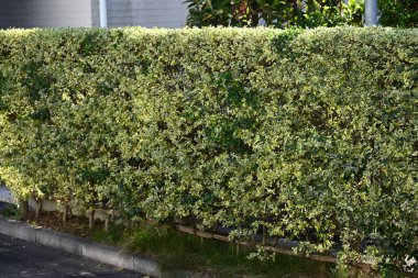 Bir çeşit Japon Milli Çiti (Euonymus japonicus). Celastraceae Evergreen Çalı. Evlerde arka plan materyali.