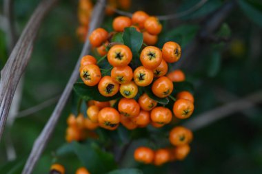 Firethorn (Pyracantha coccinea) meyveleri. Rosaceae her zaman yeşildir. İlkbaharda çiçekler açar ve meyveler kışın sonbaharından kışa kadar kırmızıya döner..