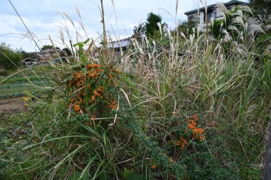 Firethorn (Pyracantha coccinea) meyveleri. Rosaceae her zaman yeşildir. İlkbaharda çiçekler açar ve meyveler kışın sonbaharından kışa kadar kırmızıya döner..