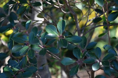Japon ternstroemi (Ternstroemia gymnanthera) meyveleri. Pentaphylacaceae her zaman yeşil ağaç. Meyve sonbaharda olgunlaşır ve kalın deri, portakal kırmızısı tohumlar saçmak için ikiye ayrılır..