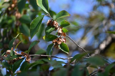 Ulmus parvifolia (Dantel kabuğu karaağaç) samara. Ulmaceae yapraklı ağaç. Rüzgarla döllenen çiçekler Eylül 'de açar ve meyveler sonbaharın sonlarında açık kahverengiye dönüşür..