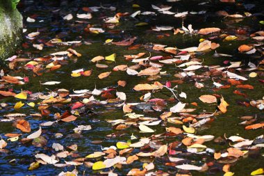 Quercus serrata (Konara meşesi) sarı yapraklar. Fagaceae yapraklı ağacı. Çalılıklardaki ana ağaçtır ve aynı zamanda shiitake mantarı yetiştirmek için kütük olarak kullanılır..