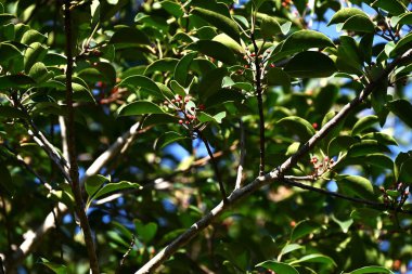 Ilex rotunda (Yuvarlak yapraklı Holly. Kurogane Holly) böğürtlen. Aquifoliaceae ebediyen yeşil ağaç. Diyonatif olduğu için, sadece dişi bitkiler sonbaharda böğürtlen taşır ve olgunlaşır..