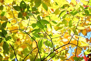 Japon zelkova (Zelkova serrata) sarı yapraklar. Ulmaceae yapraklı ağaç. Güzel şekli nedeniyle, park ağacı ya da sokak ağacı olarak kullanılır..