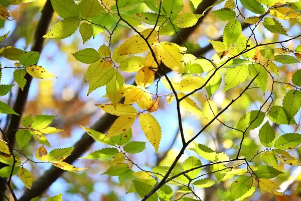 Japanese Zelkova Zelkova Serrata Yellow Leaves Ulmaceae Deciduous Tree Because Stock Picture