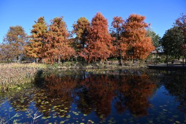  Kel selvi (Taxodium distichum) sonbahar yaprakları. Cupressaceae yapraklı kozalaklı ağaç. Sulak alanlarda yetişir ve çevresindeki topraklarda solunum kökleri yükselir..