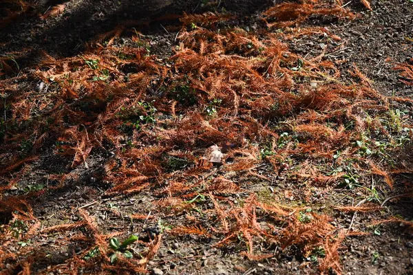  Kel selvi (Taxodium distichum) sonbahar yaprakları. Cupressaceae yapraklı kozalaklı ağaç. Sulak alanlarda yetişir ve çevresindeki topraklarda solunum kökleri yükselir..