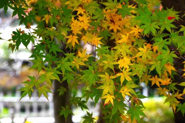 Japonya 'da yaprak dikizciliğine' Momiji-gari 'denir. Japon halkı mevsimlere değer verir ve ilkbaharda kiraz çiçeklerini seyreder ve sonbaharda yaprakları görmeye gider..