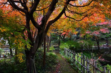 Japonya 'da yaprak dikizciliğine' Momiji-gari 'denir. Japon halkı mevsimlere değer verir ve ilkbaharda kiraz çiçeklerini seyreder ve sonbaharda yaprakları görmeye gider..