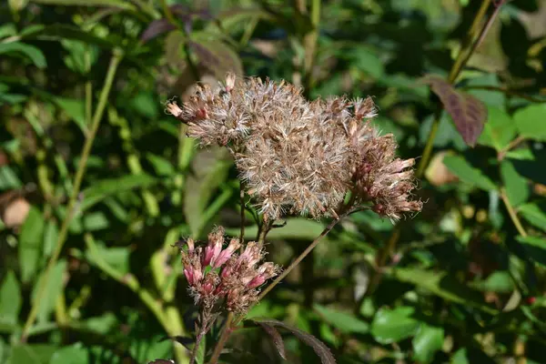  Thoroughwort (Eupatorium japonicum) çiçekten sonra. Asteraceae daimi bitkileri. Çiçek açtıktan sonra, kabarık tüylü tohumlar rüzgâr tarafından üretilir ve savrulur..