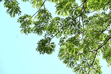 Çin Pistacia chinensis 'i. Taze yeşil. Anacardiaceae dioecious yaprak döken ağaç. Çin 'deki Konfüçyüs tapınağına dikildiği için kutsal bir öğrenme ağacı olarak kabul edilir..