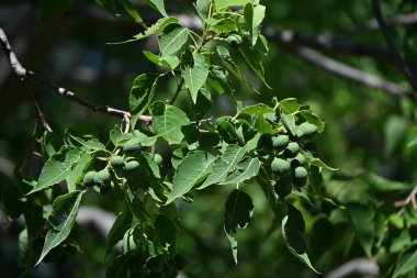 Çin tallow ağacı (Triadica sebifera) meyve / kapsüller. Euphorbiaceae yapraklı ağacı. Kapsüller sonbaharda olgunlaşır ve üç beyaz tohum bırakmak için açılır..