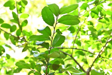 Yaon Holly (Ilex kusmuk) ağaç ve yapraklar. Aquifoliaceae daima yeşil çalı. Yapraklar kafein içeriyor ve Amerikan yerlileri tarafından eski çağlardan beri çay olarak kullanılıyor..