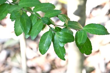 Yaon Holly (Ilex kusmuk) ağaç ve yapraklar. Aquifoliaceae daima yeşil çalı. Yapraklar kafein içeriyor ve Amerikan yerlileri tarafından eski çağlardan beri çay olarak kullanılıyor..