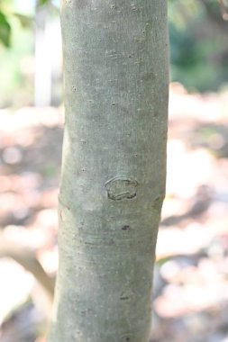 Yaon Holly (Ilex kusmuk) ağaç ve yapraklar. Aquifoliaceae daima yeşil çalı. Yapraklar kafein içeriyor ve Amerikan yerlileri tarafından eski çağlardan beri çay olarak kullanılıyor..