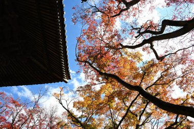 Japon akçaağacının sonbahar yaprakları. Japonya 'da sonbahar yaprak gösterimine Momiji-gari denir..