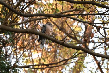 Doğulu bir kaplumbağa güvercini (Streptopelia orientalis). Sırtında pulları ve boynunda çizgili egzozu olan şık bir güvercin..