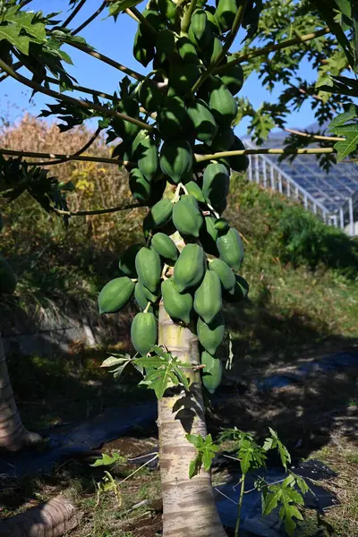 Green papaya cultivation. Caricaceae evergreen plants. Unripe papaya has the highest enzyme content among vegetables and fruits, and is attracting attention as a diet food.