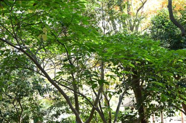 Ficus erekta meyveleri ve yapraklar. Moraceae dioecious funch. Kırmızı çiçek keseleri sonbaharda mora döner ve yenilebilir ve tatlı meyve keselerine dönüşür..