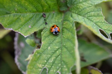 Uğur böceklerinin ekolojisi. Uğur böcekleri, yumurtadan larvaya, pupaya kadar tam bir dönüşüm geçiren ve yetişkinlere dönüşen coleoptera böcekleridir..