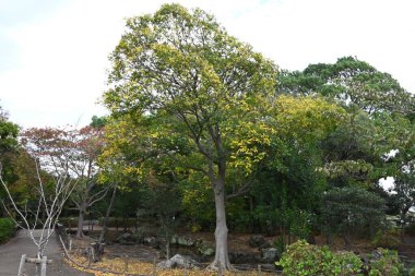 Çin böğürtleni (Celtis sinensis) sarı yapraklar. Cannabaceae yaprak döken ağacı. Mevsimlik arkaplan materyali.