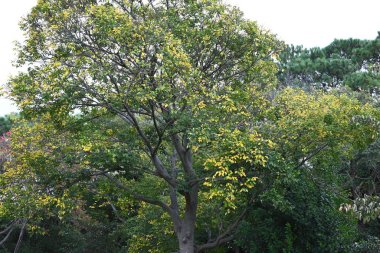 Çin böğürtleni (Celtis sinensis) sarı yapraklar. Cannabaceae yaprak döken ağacı. Mevsimlik arkaplan materyali.