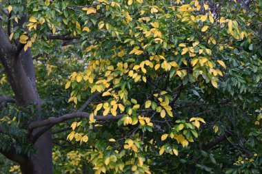 Çin böğürtleni (Celtis sinensis) sarı yapraklar. Cannabaceae yaprak döken ağacı. Mevsimlik arkaplan materyali.