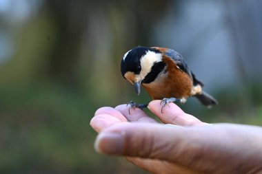 A varied tit ( Sittiparus varius ). Omnivorous, eating insects and fruits. It eats the hard fruit by holding it in place with its feet and prying it open with its beak.