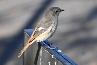 Dişi bir Daurian Redstart. Kanatlarında beyaz noktalar olan bir Muscicapidae göçmen kuşu. Dişilerin parlak erkeklere kıyasla genel vücut rengi gridir..
