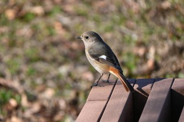 Dişi bir Daurian Redstart. Kanatlarında beyaz noktalar olan bir Muscicapidae göçmen kuşu. Dişilerin parlak erkeklere kıyasla genel vücut rengi gridir..