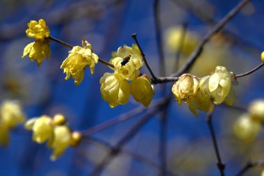 Kıştatlısı (Japon baharatı) çiçekler ve tohumlar. Calycanthaceae yaprak döken çalı. Ocak 'tan Şubat' a kadar güzel kokulu çiçekler açar..