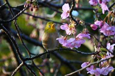 Beyaz bir göz kiraz çiçeklerinden nektar emiyor. Vahşi bir kuş, sarı-yeşil bir vücut rengi ve gözlerinin etrafında beyaz.