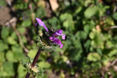 Tavşan çiçekleri. Lamiaceae yıllık bitkileri. Genellikle bahar aylarında yol kenarlarında görülen bir ot, küçük kırmızı-mor dudak şekilli çiçekler açar..