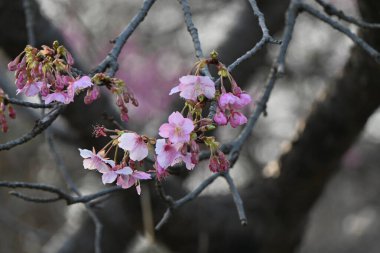 Erken açan kiraz çiçekleri. Son zamanlarda, Japonya 'da kiraz çiçekleri küresel ısınma nedeniyle öncekinden daha erken çiçek açıyor gibi görünüyor..