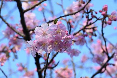 Erken açan kiraz çiçekleri. Son zamanlarda, Japonya 'da kiraz çiçekleri küresel ısınma nedeniyle öncekinden daha erken çiçek açıyor gibi görünüyor..