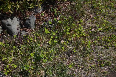 Spurge (Euphorbia helioskopisi). Euphorbiaceae. Süt özü içeren zehirli bir bitkidir..