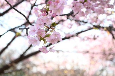 Erken açan kiraz çiçekleri. Son yıllarda, küresel ısınma nedeniyle kiraz çiçekleri daha erken çiçek açıyor gibi görünüyor..