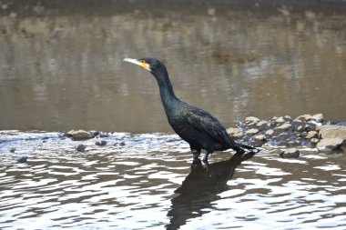 Büyük karabatak (Phalacrocorax carbo). Suyun altında balık yakalayan, onları yüzeye çıkaran ve yutan siyah bir su kuşu..