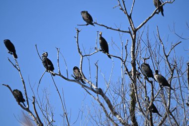 Büyük karabatak (Phalacrocorax carbo). Suyun altında balık yakalayan, onları yüzeye çıkaran ve yutan siyah bir su kuşu..