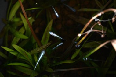 Japon kirpi balığı akvaryumda yüzüyor. Süs balığı gibi, süs balığı olarak popülerdir çünkü yetiştirilmesi kolaydır..