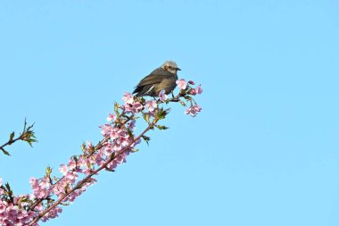 A bulbul sucking nectar from cherry blossoms. The body is gray with brown spots on the cheeks. clipart