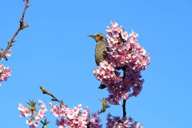 Kiraz çiçeklerinden nektar emen bir bulbul. Vücut gri ve yanaklarında kahverengi noktalar var..