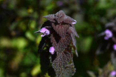 Kırmızı ölü ısırgan otu çiçekleri. Yol kenarlarında yetişen ve bahar aylarında kırmızı-mor dudak şeklindeki çiçekler üreten bir Lamiaceae..