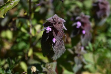 Kırmızı ölü ısırgan otu çiçekleri. Yol kenarlarında yetişen ve bahar aylarında kırmızı-mor dudak şeklindeki çiçekler üreten bir Lamiaceae..