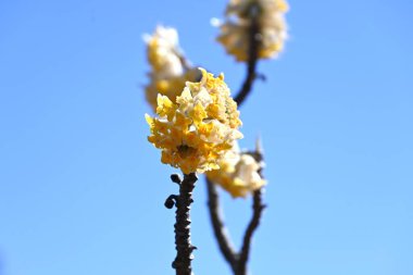  Doğulu kağıt çalısı çiçekleri. Tilaeaceae yaprak döken çalı. Baharda sarı çiçekler açar ve kabuğu Japon kağıt ve banknotları için hammadde olarak kullanılır..