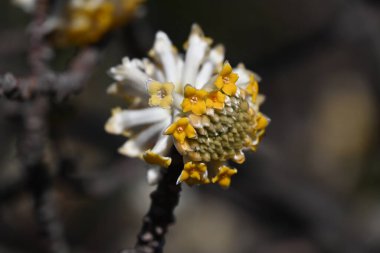  Doğulu kağıt çalısı çiçekleri. Tilaeaceae yaprak döken çalı. Baharda sarı çiçekler açar ve kabuğu Japon kağıt ve banknotları için hammadde olarak kullanılır..