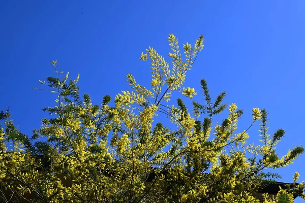 コタムンドラ ワトル アカシア ベイリーヤマ オーストラリア原産のファブリック エバーグリーン 春には多くの黄色い花が咲いています ロイヤリティフリーのストック画像