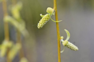 Ağlayan Söğüt 'ün taze yeşilliği ve erkek çiçekleri. Salicaceae Dioecious yaprak döken ağacı. Çiçek açma dönemi Mart 'tan Nisan' a kadardır..