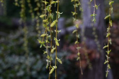 Ağlayan Söğüt 'ün taze yeşilliği ve erkek çiçekleri. Salicaceae Dioecious yaprak döken ağacı. Çiçek açma dönemi Mart 'tan Nisan' a kadardır..